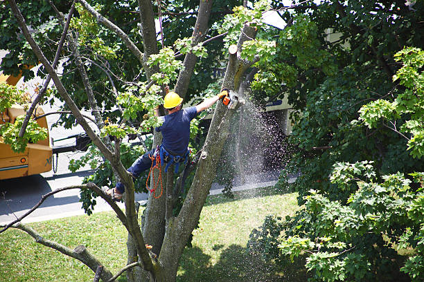 Professional Tree Services in Willimantic, CT